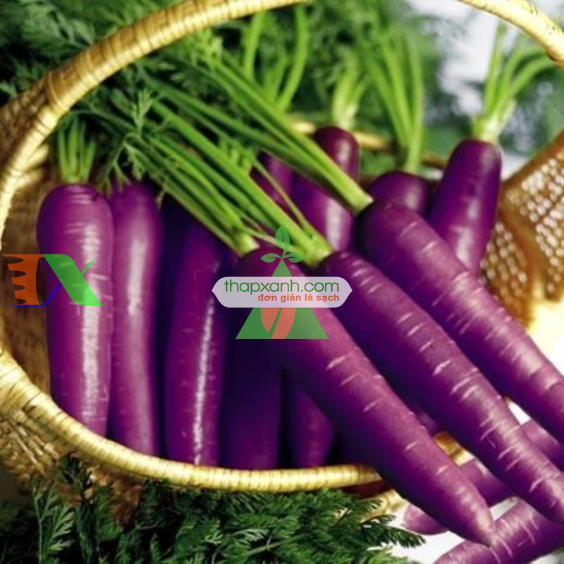 Hạt giống Cà rốt tím