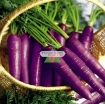 图片 Hạt giống Cà rốt tím
