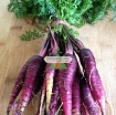 图片 Hạt giống Cà rốt tím