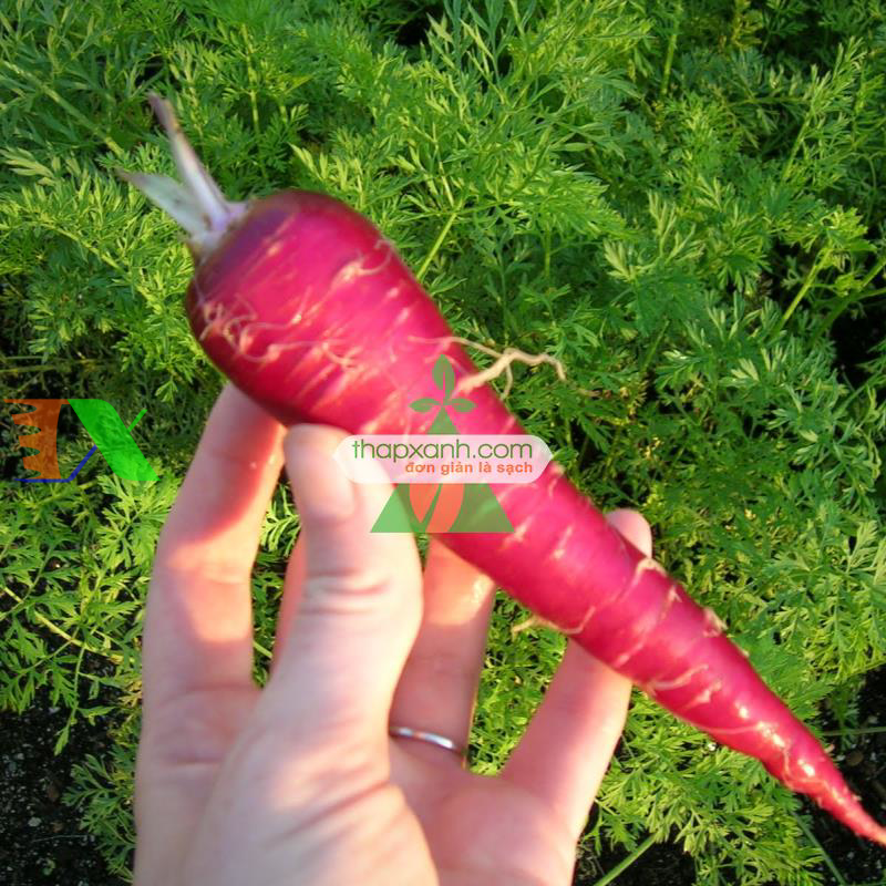 Hạt giống Cà rốt đỏ