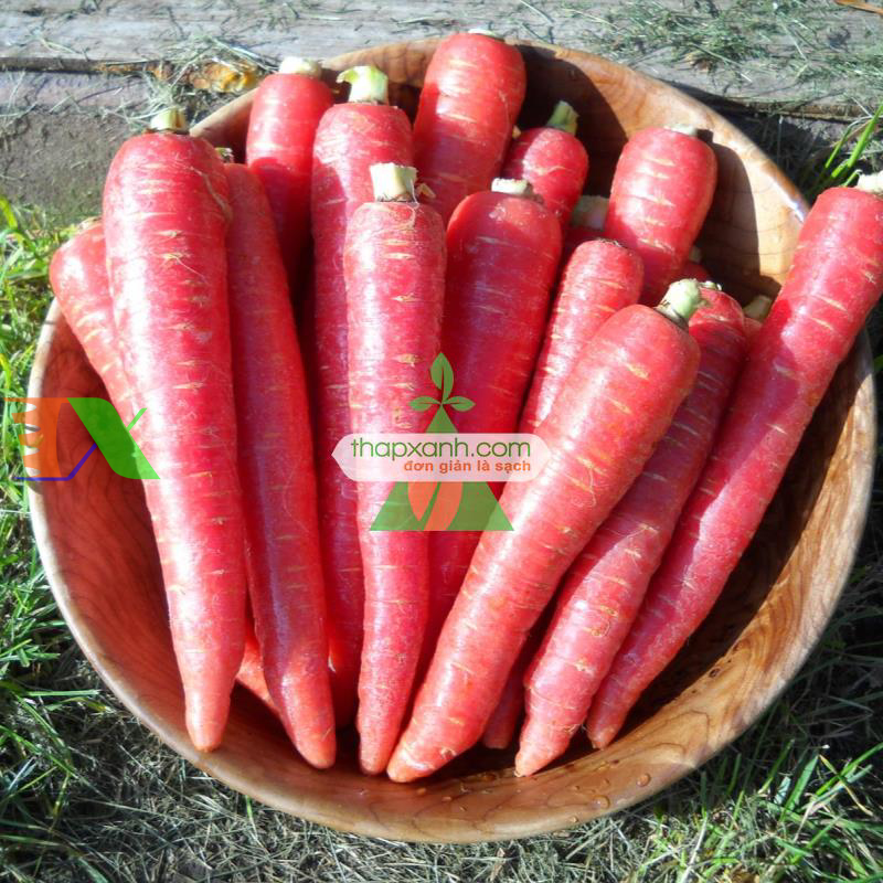 Hạt giống Cà rốt đỏ
