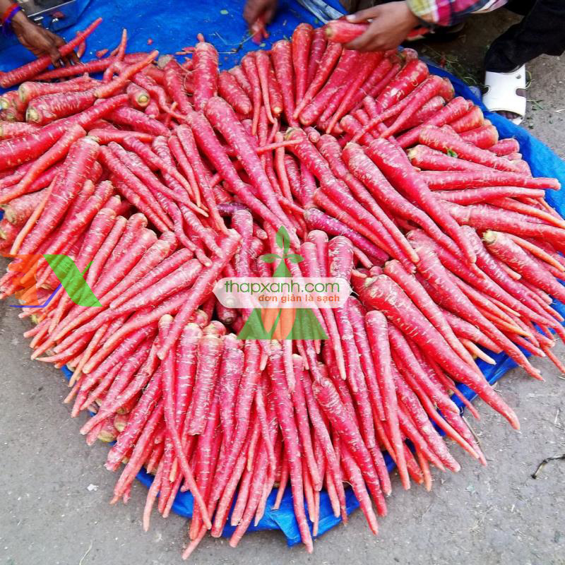 Hạt giống Cà rốt đỏ