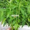 รูปภาพของ Hạt giống Rau Muống lá tre