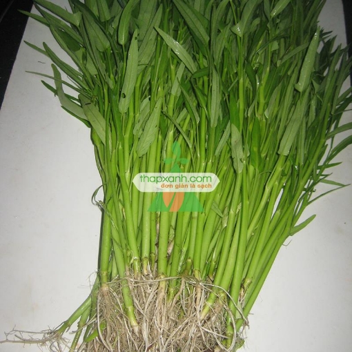 รูปภาพของ Hạt giống Rau Muống lá tre