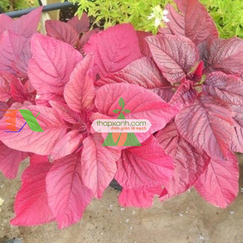 Hạt giống rau Dền đỏ