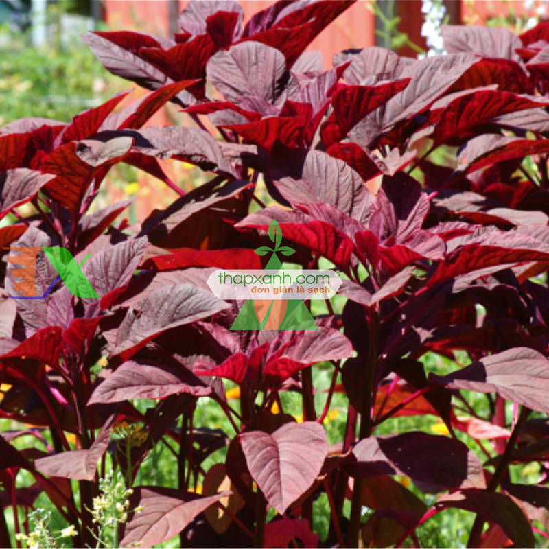 Chỉ cần chú ý tới 1 số kỹ thuật trồng cây cơ bản là người dân có thể tự trồng cho mình chậu rau dền