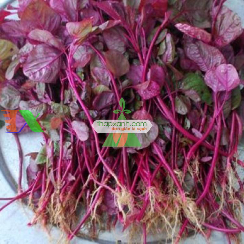 Hạt giống rau Dền đỏ