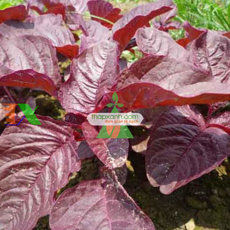 Hạt giống rau Dền đỏ