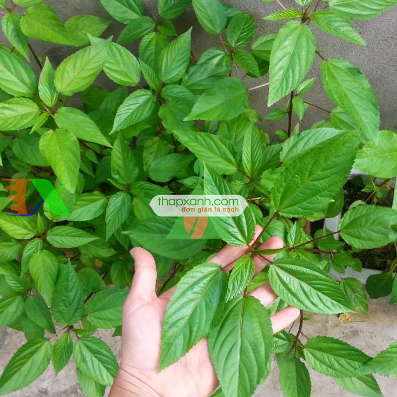 Hạt giống rau Đay