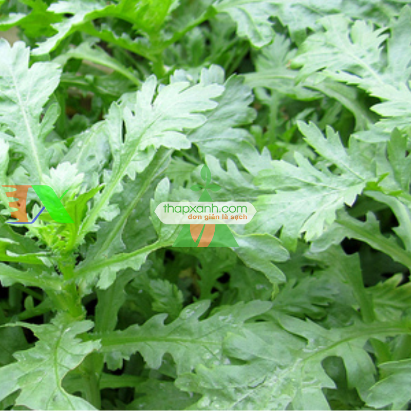 Hạt giống rau Cải Cúc nếp (Tần Ô)
