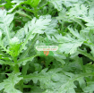 Ảnh của Hạt giống rau Cải Cúc nếp (Tần Ô)