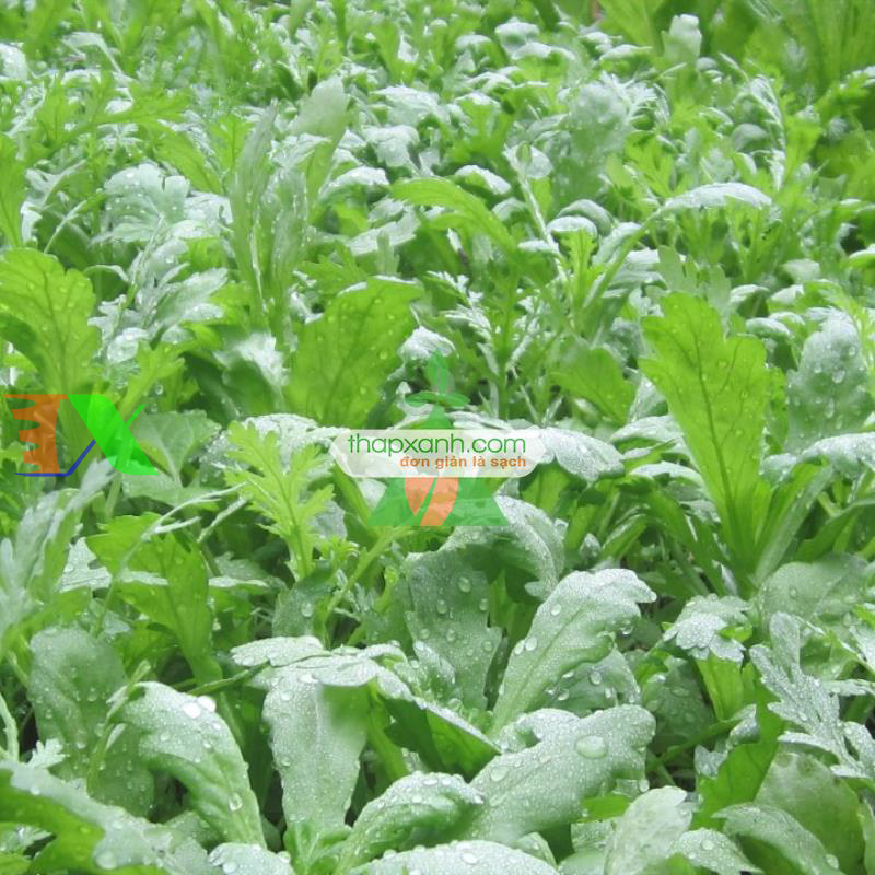 Hạt giống rau Cải Cúc nếp (Tần Ô)