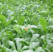 Ảnh của Hạt giống rau Cải Cúc nếp (Tần Ô)