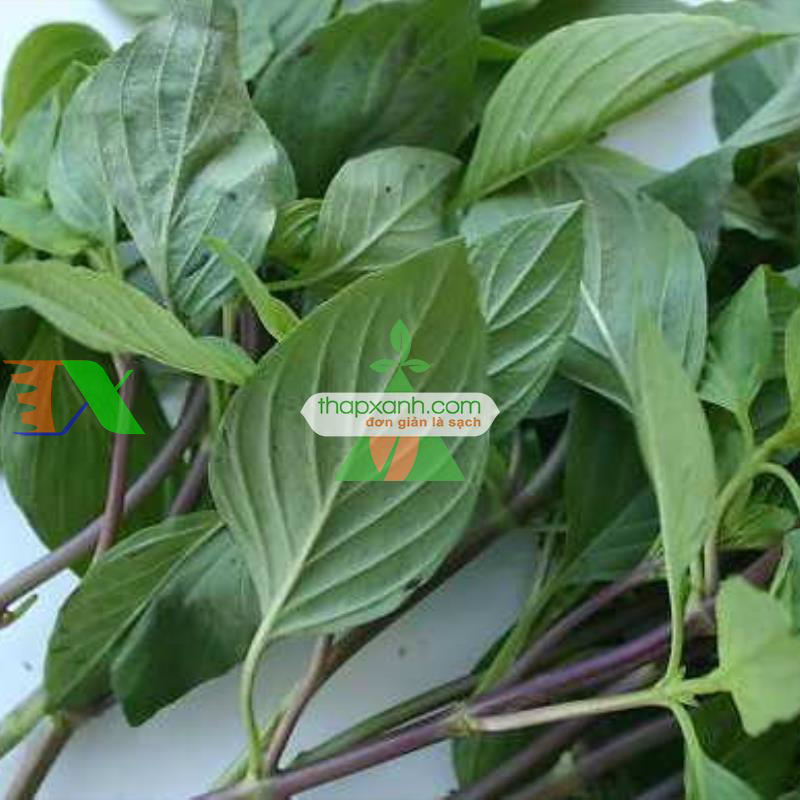 Hạt giống rau Húng Quế