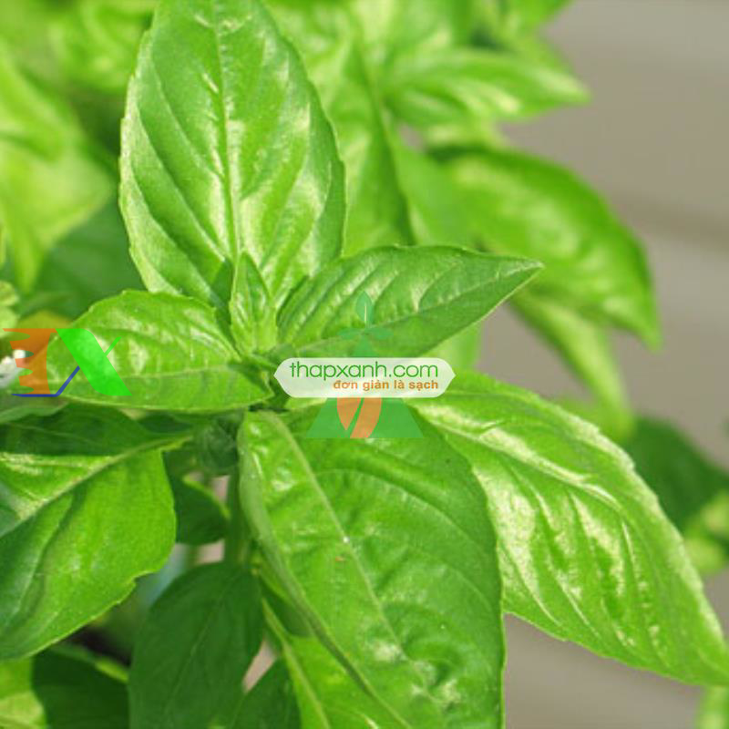 Hạt giống rau Húng Quế