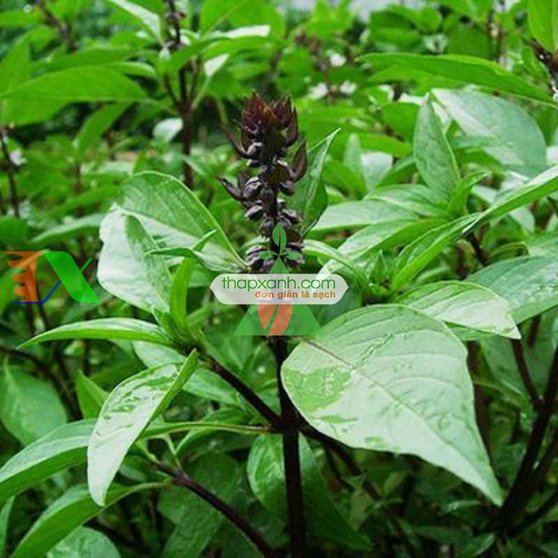 Hạt giống rau Húng Quế