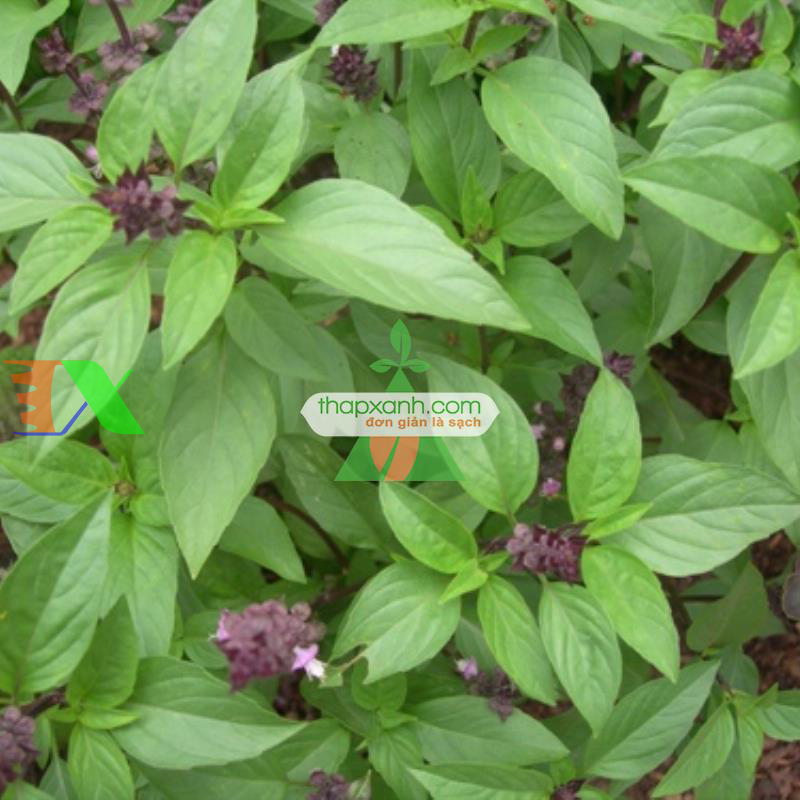 Hạt giống rau Húng Quế