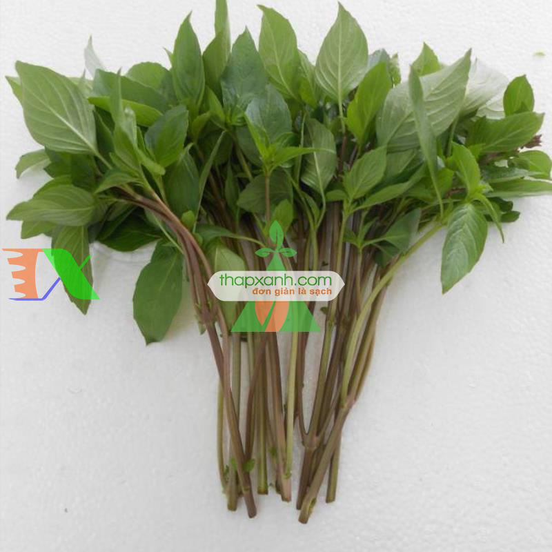 Hạt giống rau Húng Quế