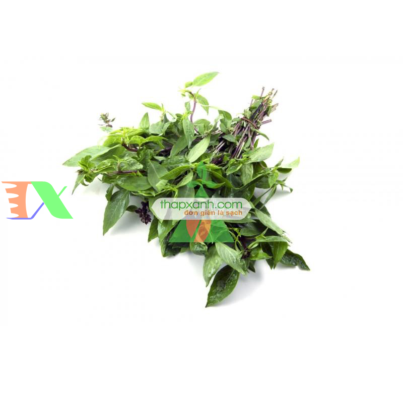 Hạt giống rau Húng Quế