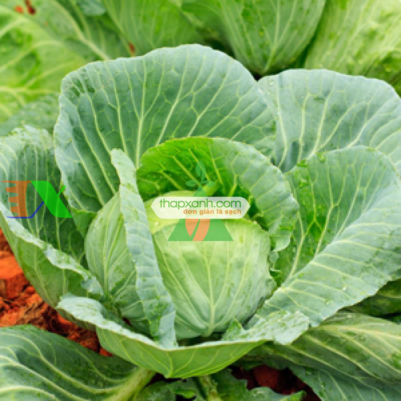 Hạt giống Bắp cải