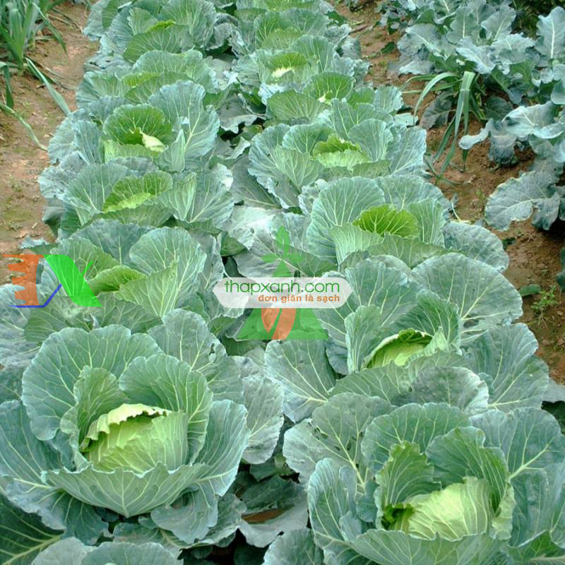 Hạt giống Bắp cải