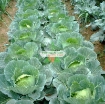 Gambar Hạt giống Bắp cải