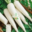 图片 Hạt giống củ cải trắng