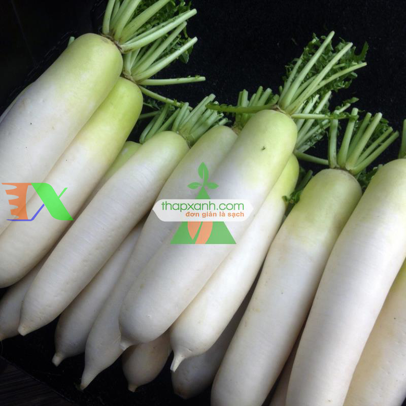 Hạt giống củ cải trắng