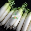 图片 Hạt giống củ cải trắng