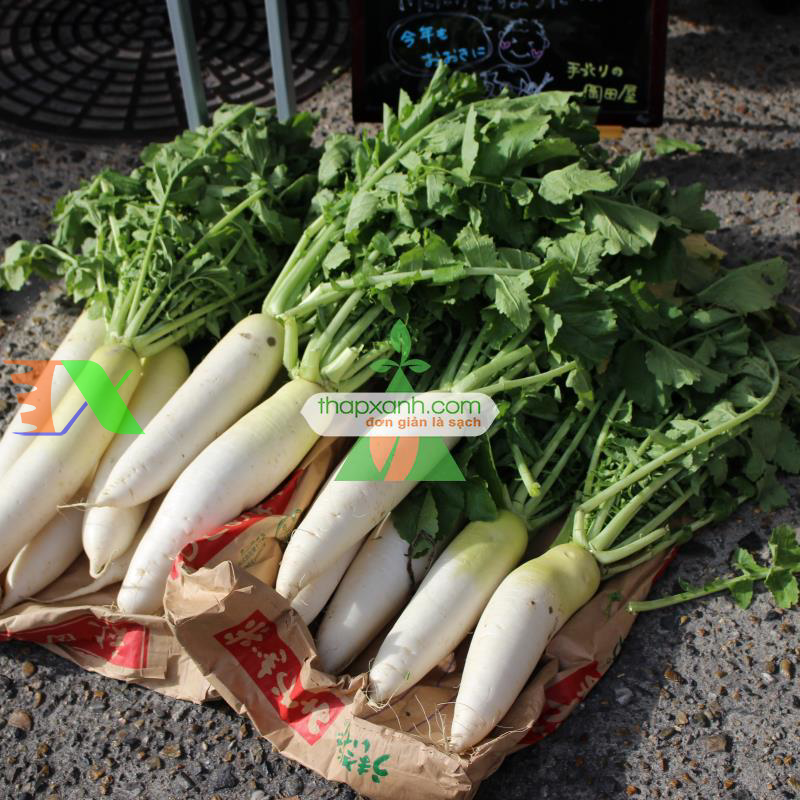 Hạt giống củ cải trắng