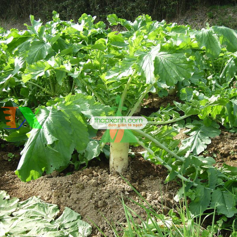 Hạt giống củ cải trắng