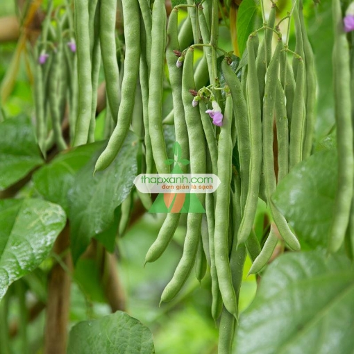 Ảnh của Hạt giống Đậu Cô Ve leo