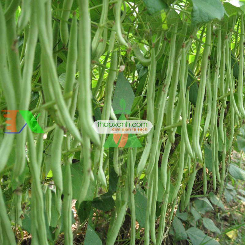 Hạt giống Đậu Cô Ve leo