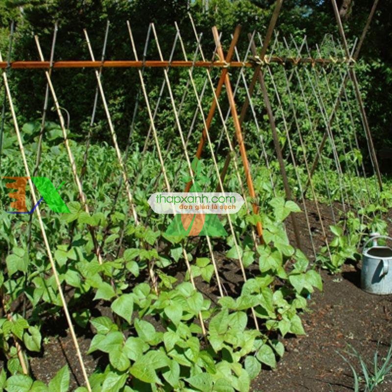 Hạt giống Đậu Cô Ve leo