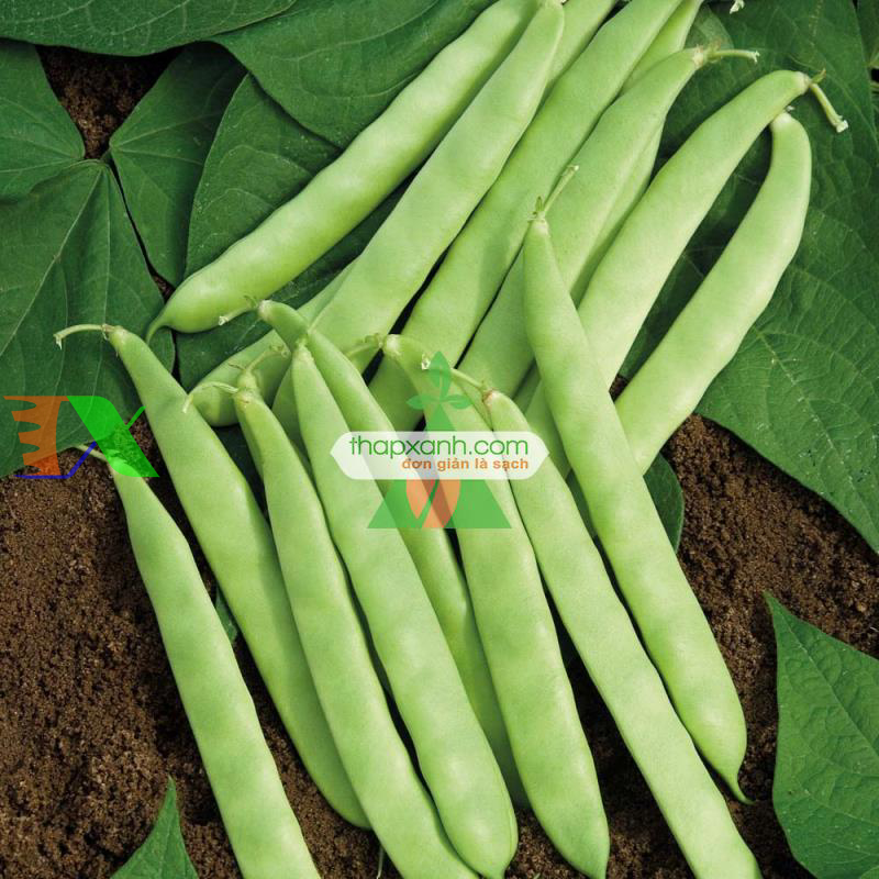 Hạt giống Đậu Cô Ve leo