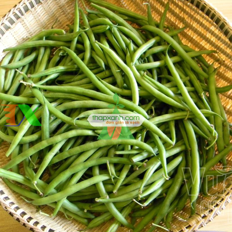 Hạt giống Đậu Cô Ve leo