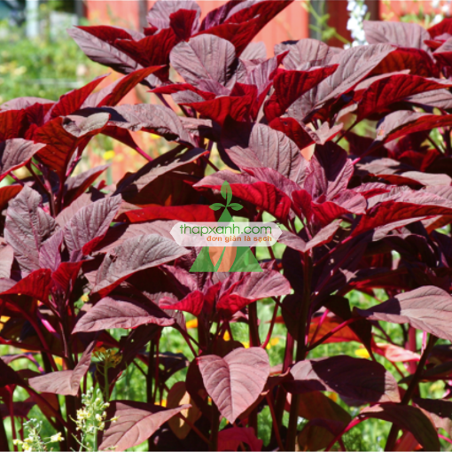 Gambar Hạt giống rau Dền đỏ lá liễu