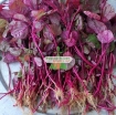 Gambar Hạt giống rau Dền đỏ lá liễu