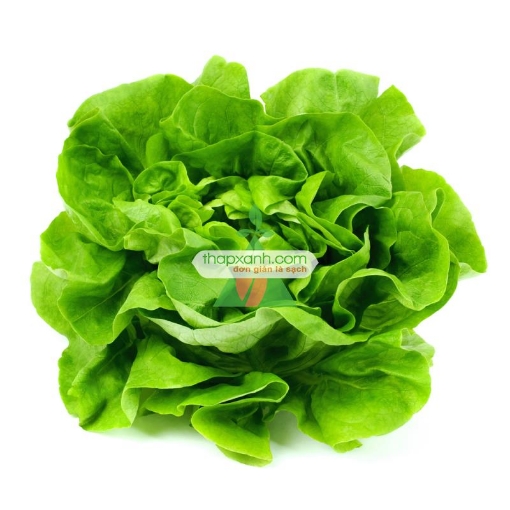 รูปภาพของ Hạt giống rau Xà Lách nhiệt đới