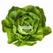 รูปภาพของ Hạt giống rau Xà Lách nhiệt đới