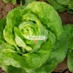 รูปภาพของ Hạt giống rau Xà Lách nhiệt đới