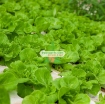 รูปภาพของ Hạt giống rau Xà Lách nhiệt đới