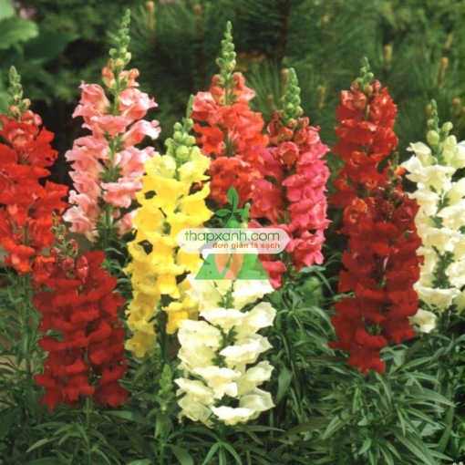 รูปภาพของ Hạt giống Hoa Mõm Sói (Nga)