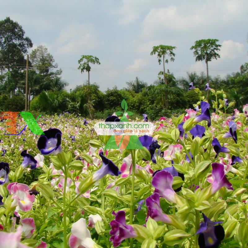 Hạt giống Hoa Mõm Sói (Nga)