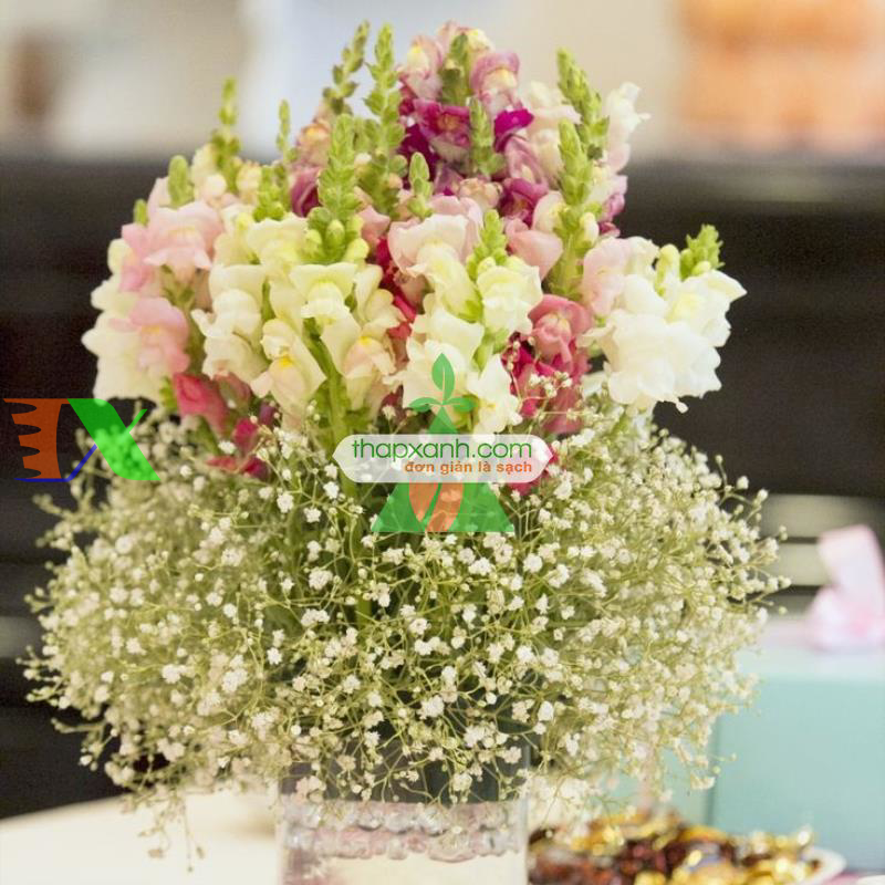 Hạt giống Hoa Mõm Sói (Nga)