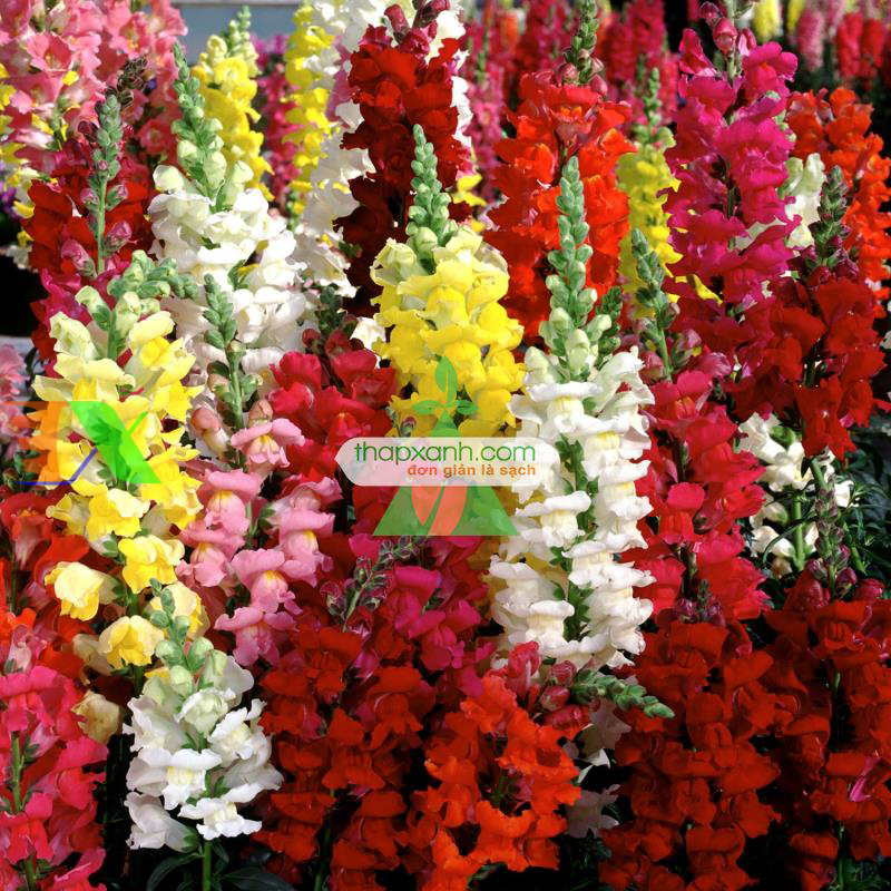 Hạt giống Hoa Mõm Sói (Nga)