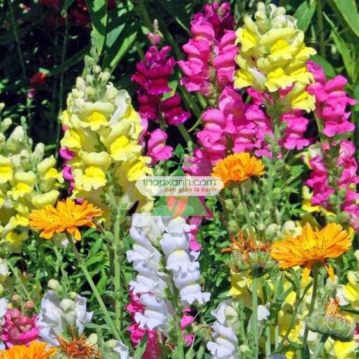 รูปภาพของ Hạt giống Hoa Mõm Sói (Mỹ)