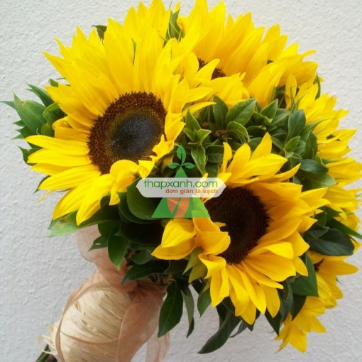 Ảnh của Hạt giống Hoa Hướng Dương cao (Nga)