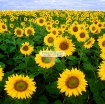 Ảnh của Hạt giống Hoa Hướng Dương cao (Nga)