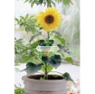 Gambar Hạt giống Hoa Hướng Dương lùn (Nga)